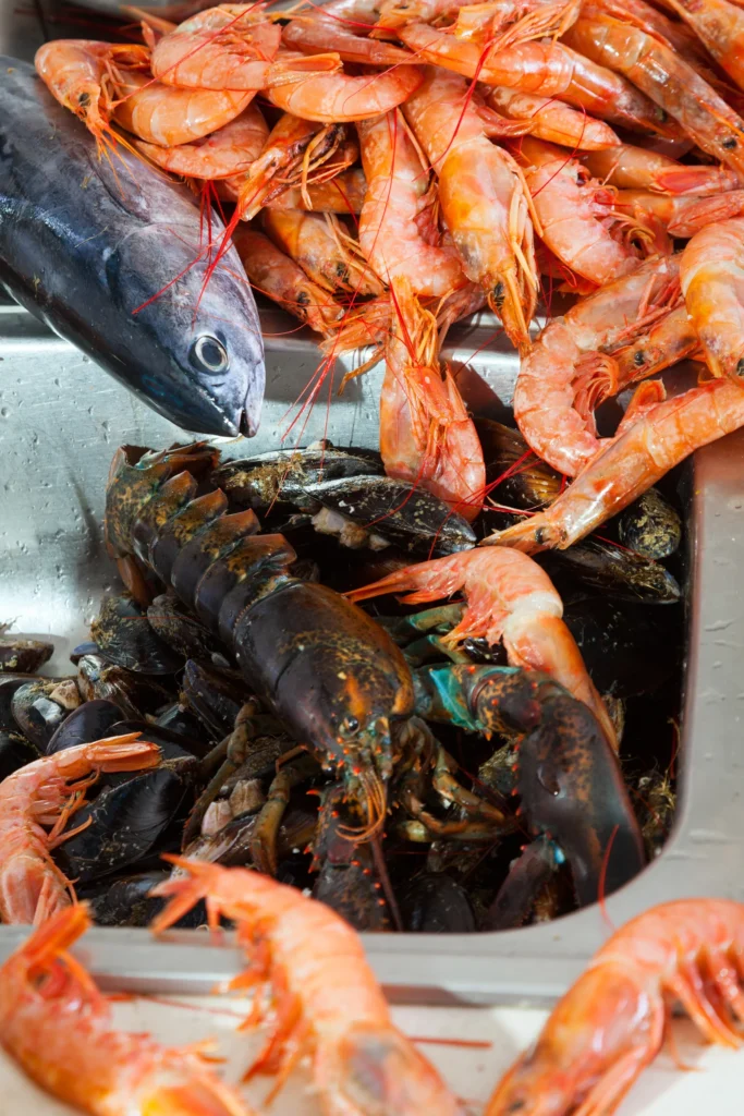 Premium frozen fish supplier