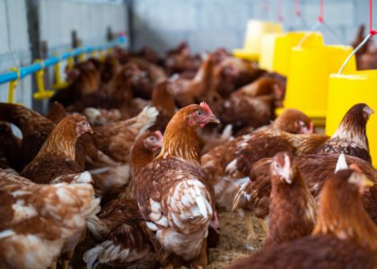 alt="Poultry processing and packaging for international export"