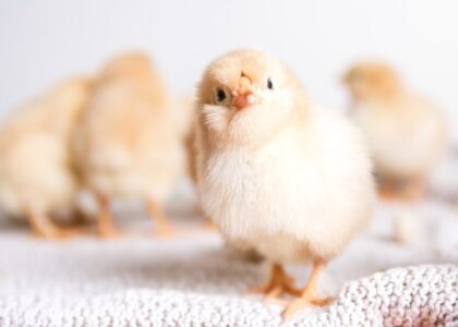alt="Poultry processing and packaging for international export"