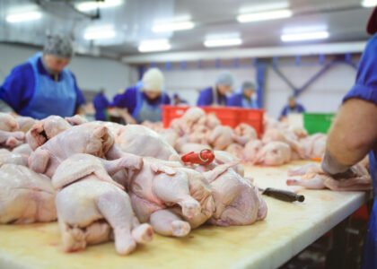 Wholesale poultry procurement partner
