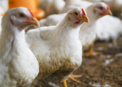 alt="Poultry processing and packaging for international export"