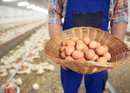 Wholesale poultry procurement partner