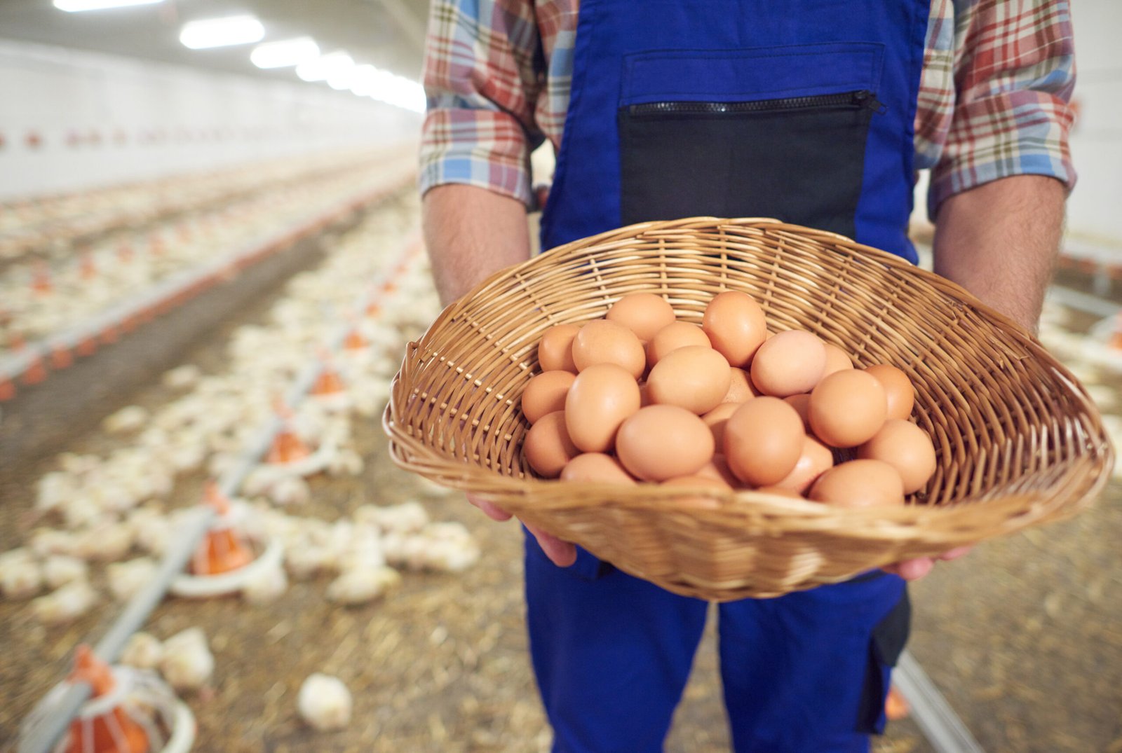 Wholesale poultry procurement partner